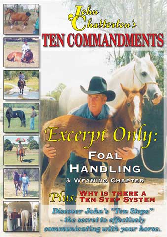 Foal Handling and Weaning