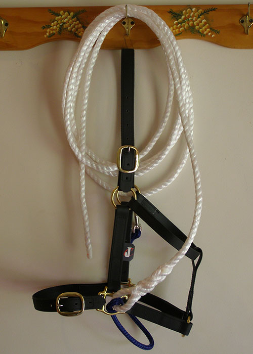 Halter with lead and strap