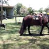 long reining horses