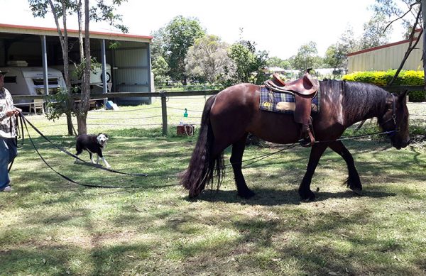 long reining horses